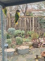 Wildkleur pruimkoppen, Dieren en Toebehoren, Vogels | Parkieten en Papegaaien, Meerdere dieren, Parkiet, Geringd