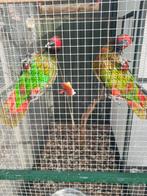 Te koop koppel geelstreepen, Dieren en Toebehoren, Meerdere dieren, Papegaai, Geringd