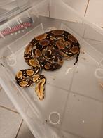 BCI 1.0, Dieren en Toebehoren, Reptielen en Amfibieën