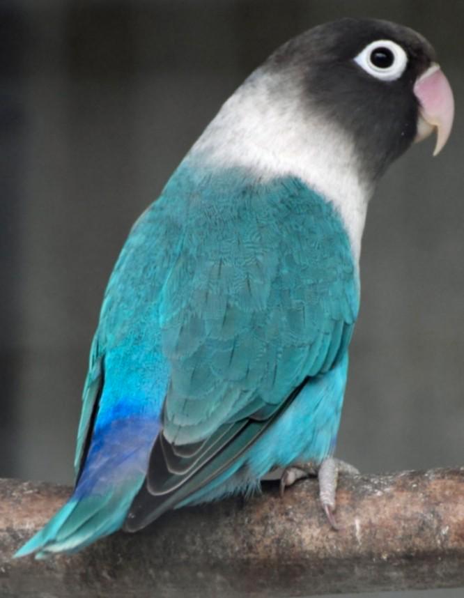 Leuke tamme agapornis personata turquoise pop, Dieren en Toebehoren, Vogels | Parkieten en Papegaaien, Dwergpapegaai of Agapornis