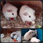 2 jonge cavia's,california,vervoer Naaldwijk/Meerkerk, Dieren en Toebehoren, Cavia, Mannelijk, December, Tam