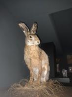 Taxidermie haas, Ophalen of Verzenden