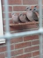 Koppel parelhals duiven, Dieren en Toebehoren, Meerdere dieren