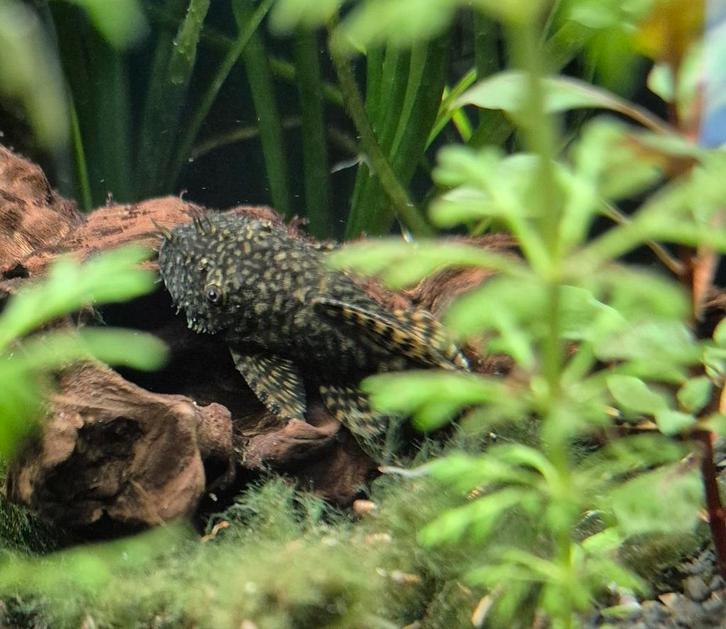Kweek koppel Ancistrus Pleco + kleintjes te koop, Dieren en Toebehoren, Vissen | Aquariumvissen, Zoetwatervis, Vis