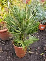 Chamearops humilis 'vulcano', Tuin en Terras, In pot, Minder dan 100 cm, Zomer, Volle zon