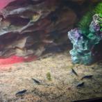 Blauwe garnaaltjes, Ophalen, Nieuw, Plant(en), Steen of Hout