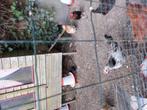Jonge kip ,kuikens, 3, met haan, Dieren en Toebehoren, Vrouwelijk