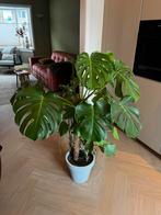 Montstera kamerplant, Ophalen, 100 tot 150 cm, Halfschaduw, In pot