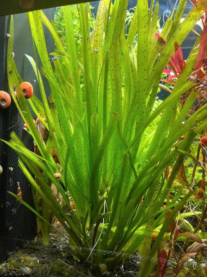 Vallisneria spiralis – Sterke achtergrondplant, Dieren en Toebehoren, Vissen | Aquaria en Toebehoren, Nieuw, Plant(en), Steen of Hout