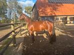 Chique 3 jr merrie Bloomberg x Jazz, Dieren en Toebehoren, Merrie, 160 tot 165 cm, Dressuurpaard, 3 tot 6 jaar
