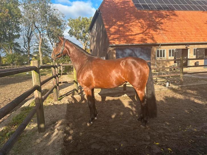 Chique 3 jr merrie Bloomberg x Jazz, Dieren en Toebehoren, Paarden, Merrie, 160 tot 165 cm, 3 tot 6 jaar, Dressuurpaard