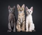 Savannah F6 SBT kittens verwacht, Dieren en Toebehoren, Katten en Kittens | Raskatten | Korthaar, Geslacht onbekend, Met stamboom
