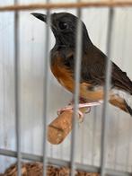 Schamalijster, Dieren en Toebehoren, Vrouwelijk