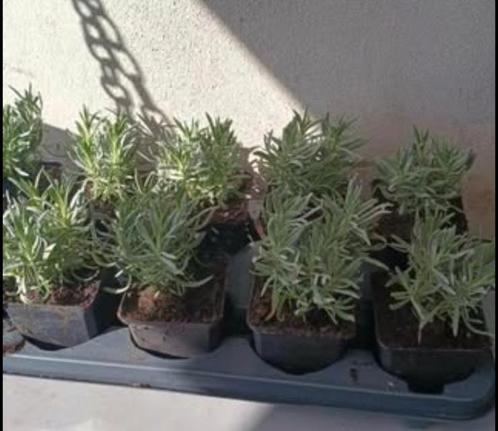 Te koop laaste lavendel, Tuin en Terras, Planten | Tuinplanten, Ophalen