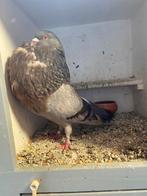 Galitanoo olibonte duivin, Dieren en Toebehoren, Vogels | Duiven, Vrouwelijk, Kropper