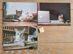 Set 9 3 KATTEN kaarten postcrossing nieuw, Verzamelen, Ansichtkaarten | Dieren, Ophalen of Verzenden, 1980 tot heden, Hond of Kat