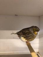 Gloster pop, Vrouwelijk, Postuurkanarie