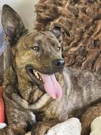 Lieve waakse reu 3 jaar (Hongarije), Dieren en Toebehoren, Honden | Niet-rashonden, Particulier, Reu, Buitenland, Groot