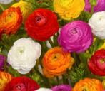 Ranonkel Ranunculus gemengd bolmaat 4/5 (50 stuks), Ophalen, Voorjaar, Volle zon, Wortelstok