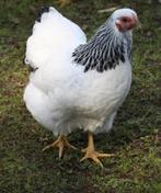 Wyandotte kriel 5 kippen en een haan, Dieren en Toebehoren, Pluimvee, Meerdere dieren, Kip