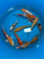 Japanse Koi mix, Dieren en Toebehoren, Vissen | Vijvervissen, Karper of Koi