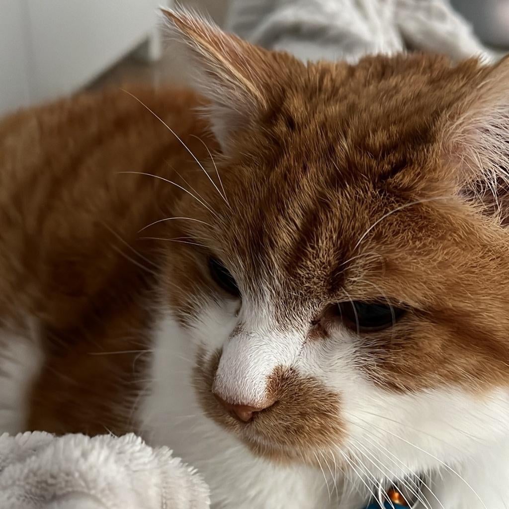 Kattenoppaseerbeek, Particuliere oppas