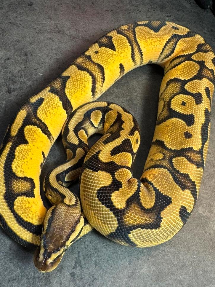 Diverse regiussen koningspython, Dieren en Toebehoren, Reptielen en Amfibieën, Slang, 0 tot 2 jaar, Tam