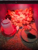 kuikens te koop, Dieren en Toebehoren, Pluimvee, Meerdere dieren, Kip