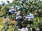 blauwe bessen struiken, Tuin en Terras, Planten | Fruitbomen, Ophalen, Overige soorten, Halfschaduw, 100 tot 250 cm