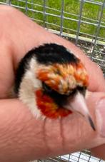 Te koop major putter man 2025, Dieren en Toebehoren, Mannelijk