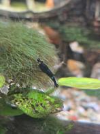 Blue devil (orange eye) neocaridina garnaal, Dieren en Toebehoren, Kreeft, Krab of Garnaal