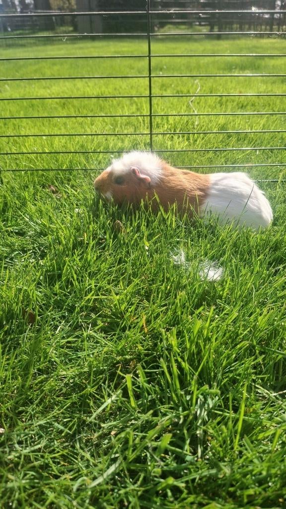 Cavia te koop, Dieren en Toebehoren, Knaagdieren, Vrouwelijk, Tam, Maart, Cavia