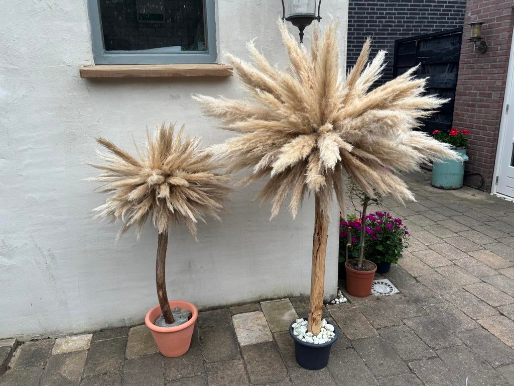 Pampa’s pluim bomen, Ophalen of Verzenden, Zo goed als nieuw, Binnen