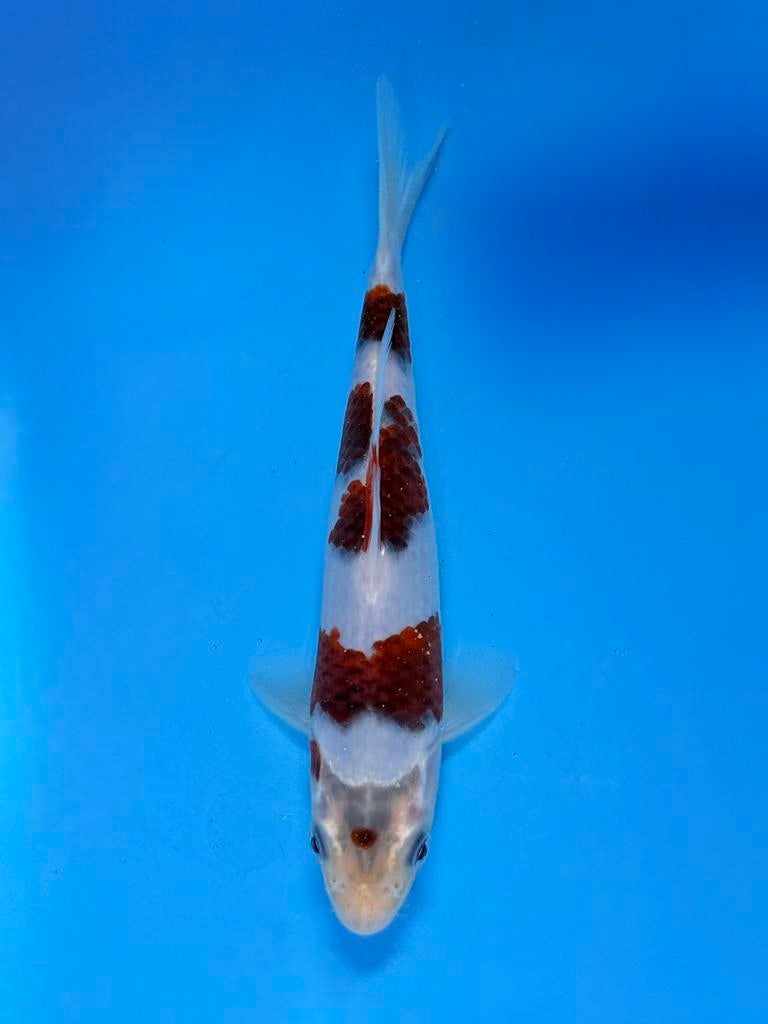 HQ Budo Goromo incl Certificaat Marushi Japanse koi, Karper of Koi