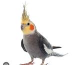 Gezocht valk man en catherina pop, Dieren en Toebehoren, Vogels | Parkieten en Papegaaien, Meerdere dieren, Parkiet