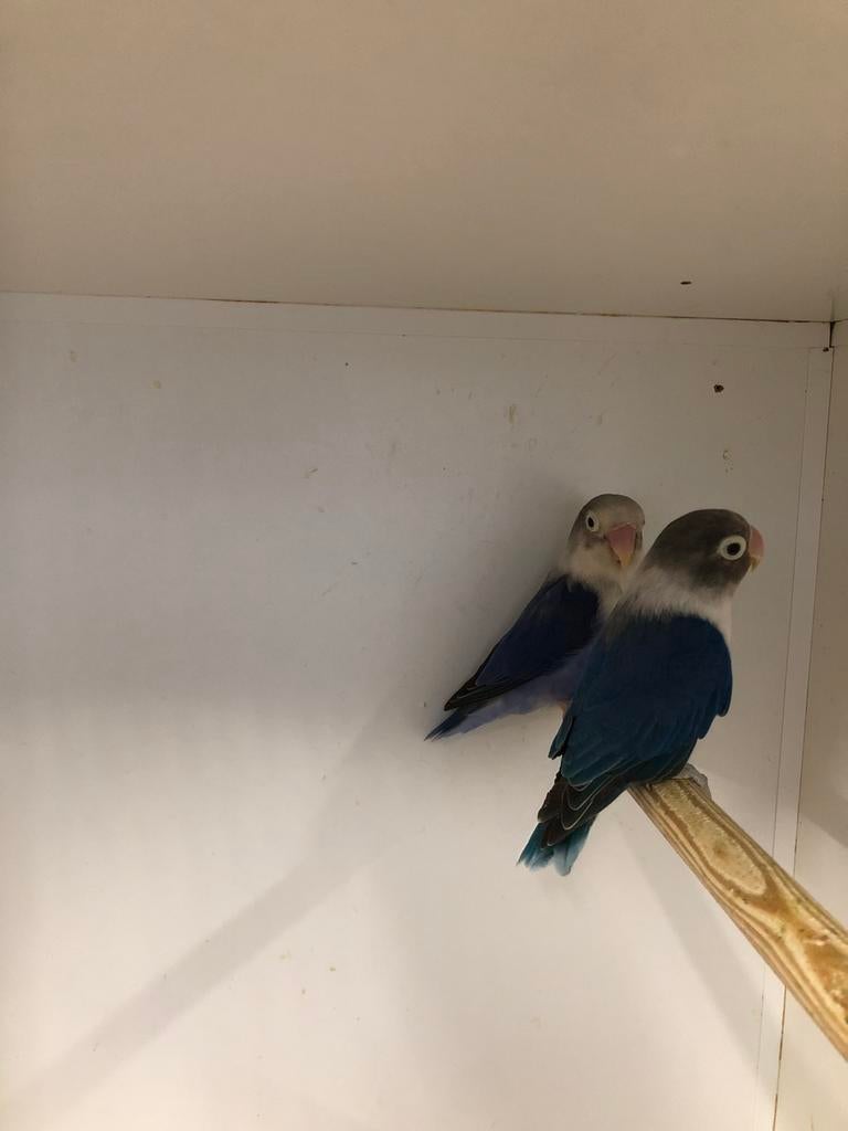 1x1 fischeri, Meerdere dieren, Dwergpapegaai of Agapornis