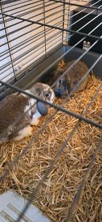 2 Gratis konijnen geboren in Januari, Dieren en Toebehoren, Ophalen, 110 cm of meer, Kooi