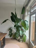 XL Strelitzia Nicolai (Paradijsvogelplant) – ca. 2,7+ meter, Huis en Inrichting, Kamerplanten, Ophalen, 200 cm of meer, Palm, Volle zon