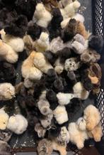 Broedservice - Uitbroeden van eigen eieren, Dieren en Toebehoren, Geslacht onbekend, Kip