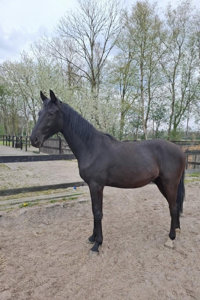 2 jarige Hengst (v. Nashville Star), Dieren en Toebehoren, Hengst, Dressuurpaard, Ontwormd, 0 tot 2 jaar