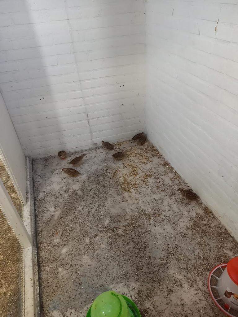 Europese kwartels. (Trio), Meerdere dieren, Geringd