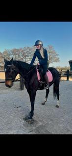 Bomproof 9 jarige merrie, Dieren en Toebehoren, Merrie, 160 tot 165 cm, Recreatiepaard, 11 jaar of ouder
