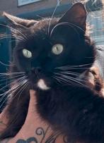 Prachtige Ragdoll kater, Dieren en Toebehoren, Kater, Gechipt, 0 tot 2 jaar