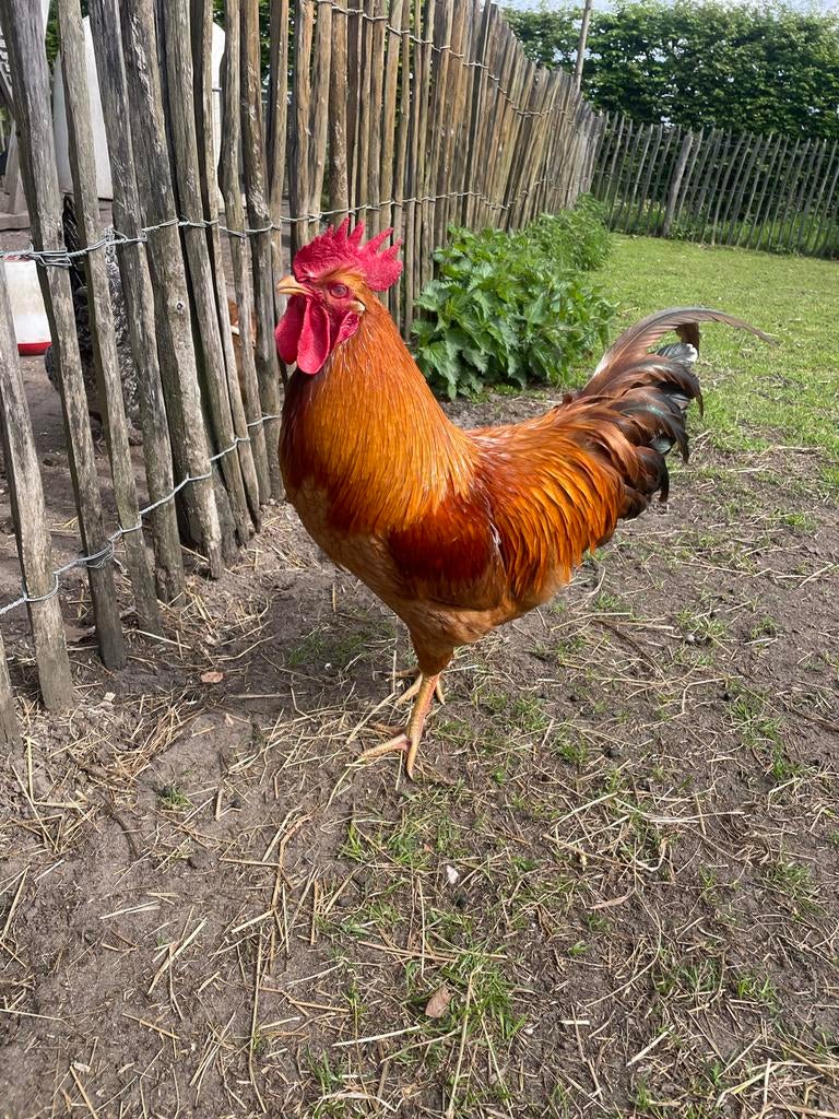 Legkip haan, Dieren en Toebehoren, Pluimvee, Mannelijk, Kip