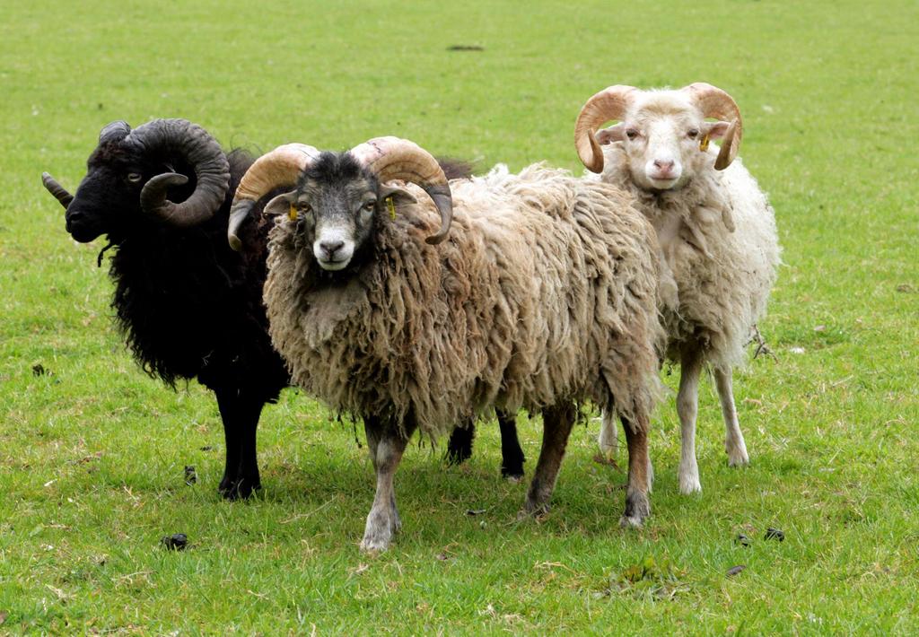 Ouessantschaap ooitjes gezocht, Vrouwelijk, Schaap, 0 tot 2 jaar
