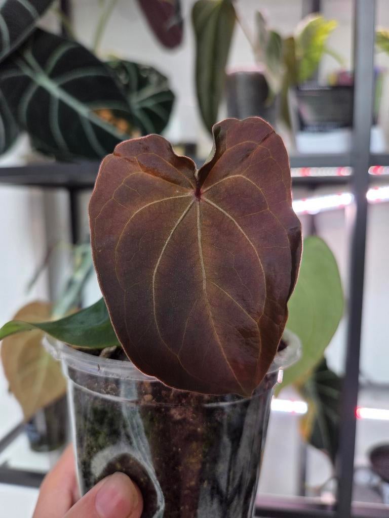 Anthurium red spider, Huis en Inrichting, Kamerplanten, Ophalen of Verzenden, Halfschaduw, Minder dan 100 cm