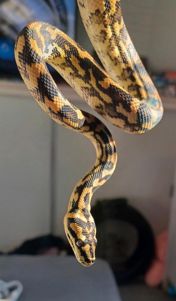 Morelia spilota Harrisoni 1.0 10 maanden oud Green Tree Python - male for sale from Vt