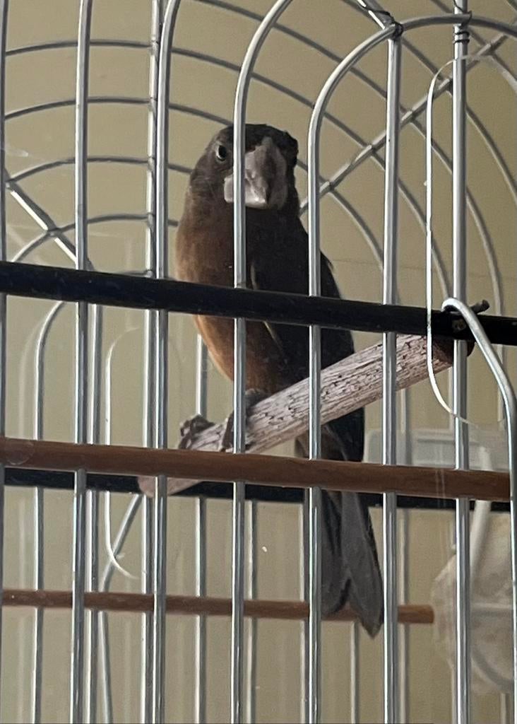 Twatwa man, Ophalen of Verzenden, Nieuw, Overige materialen, Overige typen