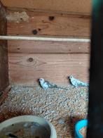 Bonte diamamtduifjes, Dieren en Toebehoren, Mannelijk