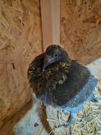 Te koop mooie postduif, Dieren en Toebehoren, Geslacht onbekend, Postduif